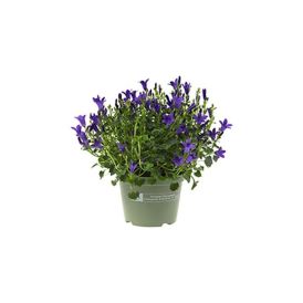 Muurikello Campanula portenschlagiana violetti Ø 10,5 cm