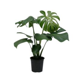 Peikonlehti Monstera Deliciosa P21