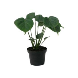 Peikonlehti Monstera Deliciosa Ø 13 cm