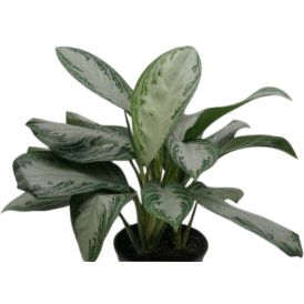 Laikkuvehka Aglaonema Commutatum P21