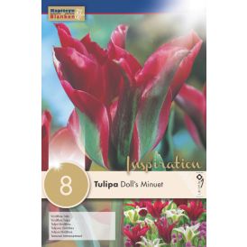 Syyskukkasipuli Tulppaani Viridiflora Doll's Minuet 8 kpl