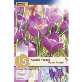 Syyskukkasipuli Krookus Vernus Flower Record 15 kpl