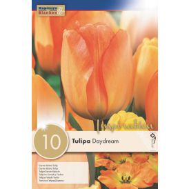 Syyskukkasipuli Tulppaani Darwin Hybrid Daydream 10 kpl
