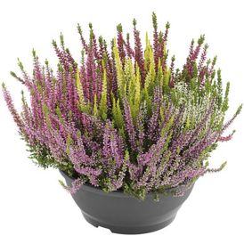 Kanerva Calluna vulgaris Beauty Lady High Five Ø 23 cm