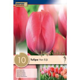 Syyskukkasipuli Tulppaani Darwin Hybrid Van Eijk 10 kpl