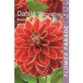 Kevätkukkasipuli Kapiteyn Dahlia Decorative Red-Yellow 1 kpl