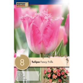 Syyskukkasipuli Tulppaani Fancy Frills 8 kpl