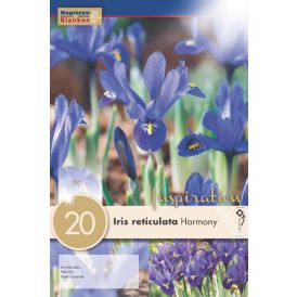 Syyskukkasipuli Kevätkurjenmiekka Iris Reticulata 20 kpl