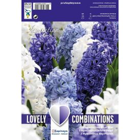 Kevätkukkasipuli Hyasintti Ocean Blend 8 kpl