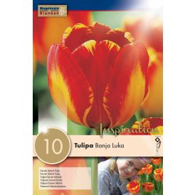 Syyskukkasipuli Tulppaani Darwin Hybrid Banja Luka 10 kpl