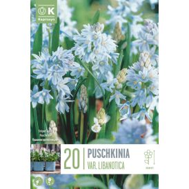 Syyskukkasipuli Posliinihyasintti Puschkinia 20 kpl