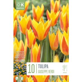 Syyskukkasipuli Tulppaani Giuseppe Verdi 10 kpl