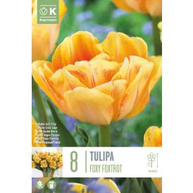 Syyskukkasipuli Tulppaani Foxy Foxtrot 8 kpl