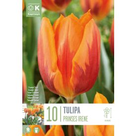Syyskukkasipuli Tulppaani Prinses Irene 10 kpl