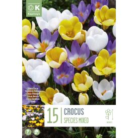 Syyskukkasipuli Krookus Species Mix 15 kpl