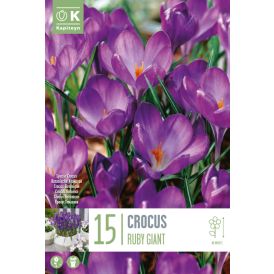 Syyskukkasipuli Krookus Ruby Giant 15 kpl