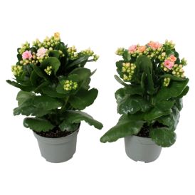 Tulilatva Kalanchoe blossfeldiana Ø 10,5 cm