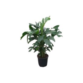 Burmaneväpalmu Caryota Mitis P27