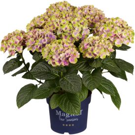 Hortensia Hydrangea Magical Mix P23