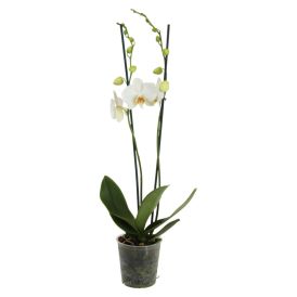 Perhoskämmekkä Phalaenopsis Hybrid 2-vanainen valkoinen P10,5