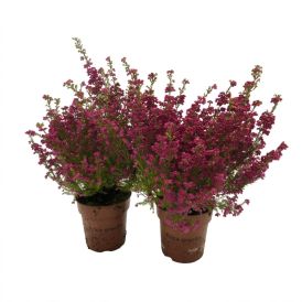 Kellokanerva Erica Gracilis P11