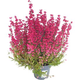 Kellokanerva Erica Gracilis P11