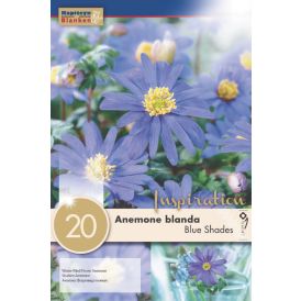Syyskukkasipuli Balkaninvuokko Anemone Blanda Blue Shades 20 kpl