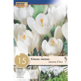 Syyskukkasipuli Kapiteyn Krookus Vernus Jeanne d' Arc 15 kpl