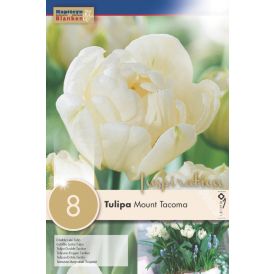 Syyskukkasipuli Kapiteyn Tulppaani Mount Tacoma 8 kpl