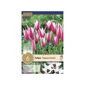 Syyskukkasipuli Tulppaani Peppermintstick 6 kpl