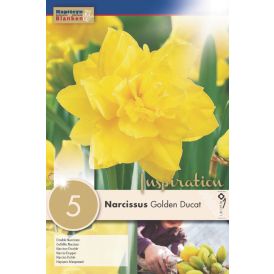 Syyskukkasipuli Narsissi Golden Ducat 5 kpl