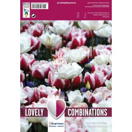 Kevätkukkasipuli Tulppaani Double Red White 15 kpl