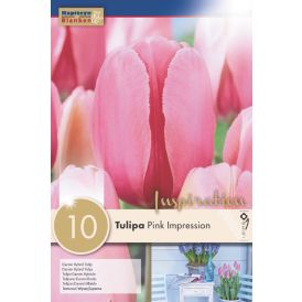 Syyskukkasipuli Tulppaani Pink Impression 10 kpl