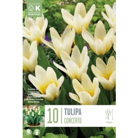 Syyskukkasipuli Tulppaani Concerto 10 kpl