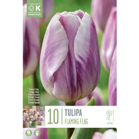 Syyskukkasipuli Tulppaani Flaming Flag 10 kpl