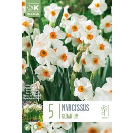 Syyskukkasipuli Narsissi Geranium 5 kpl
