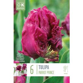 Syyskukkasipuli Tulppaani Parrot Prince 6 kpl