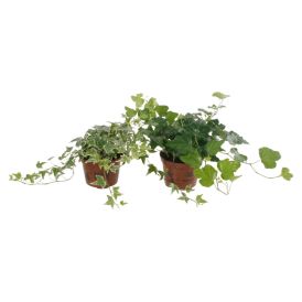 Muratti Hedera Mix P9