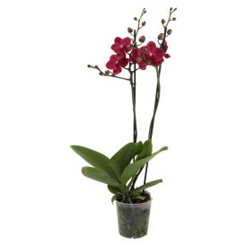 Perhoskämmekkä Phalaenopsis 2-vanainen Mix P12