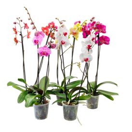 Perhoskämmekkä Phalaenopsis 2-vanainen Mix P12