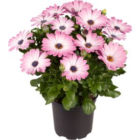 Tähtisilmä Osteospermum mix P11