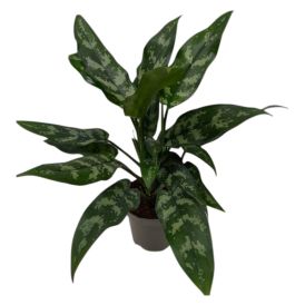 Laikkuvehka Aglaonema Commutatum Maria P13