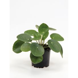 Kilpipilea Pilea peperomioides Ø 10,5 cm