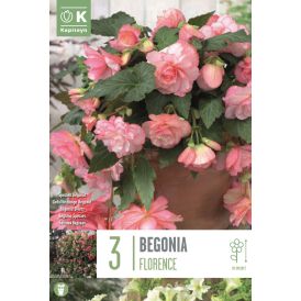 Kevätkukkasipuli Kapiteyn Begonia Florence 3 kpl