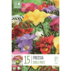 Kevätkukkasipuli Kapiteyn Freesia Single Mix 15 kpl