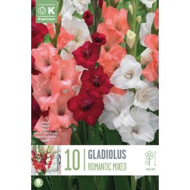 Kevätkukkasipuli Kapiteyn Miekkalilja Gladiolus Romantic Mix 10 kpl