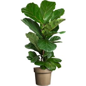 Lyyraviikuna Ficus Lyrata P24