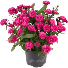 Syysasteri Hybrid mix Ø15 cm