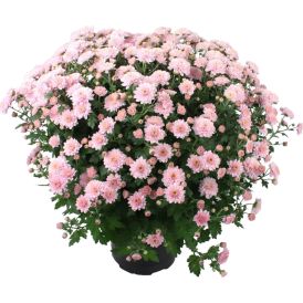 Pallokrysanteemi Chrysanthemum Ø 19 cm, värivalikoima