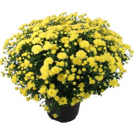 Pallokrysanteemi Chrysanthemum Ø 19 cm, värivalikoima